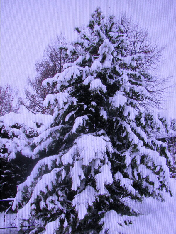 Нарядился мой кедр - Людмила Смородинская