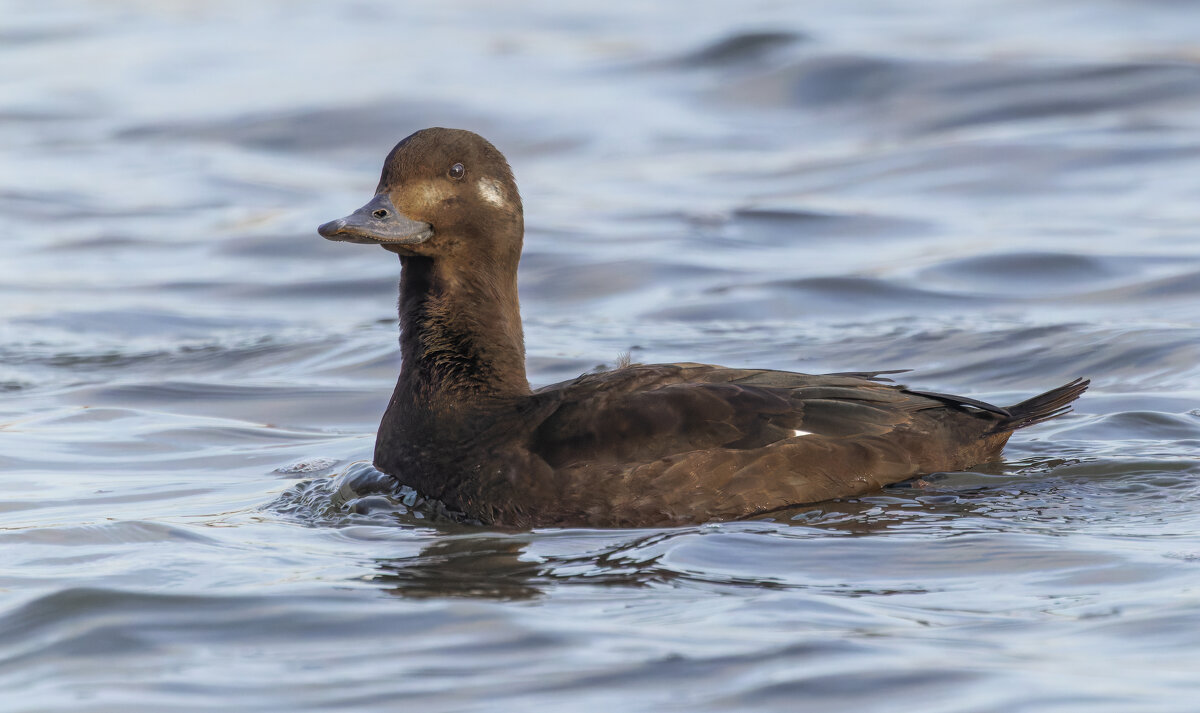 турпан. - юрий макаров
