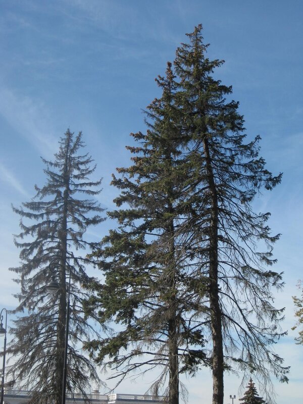 Деревья в синеве - Дмитрий Никитин Деревья в синеве - Дмитрий Никитин
