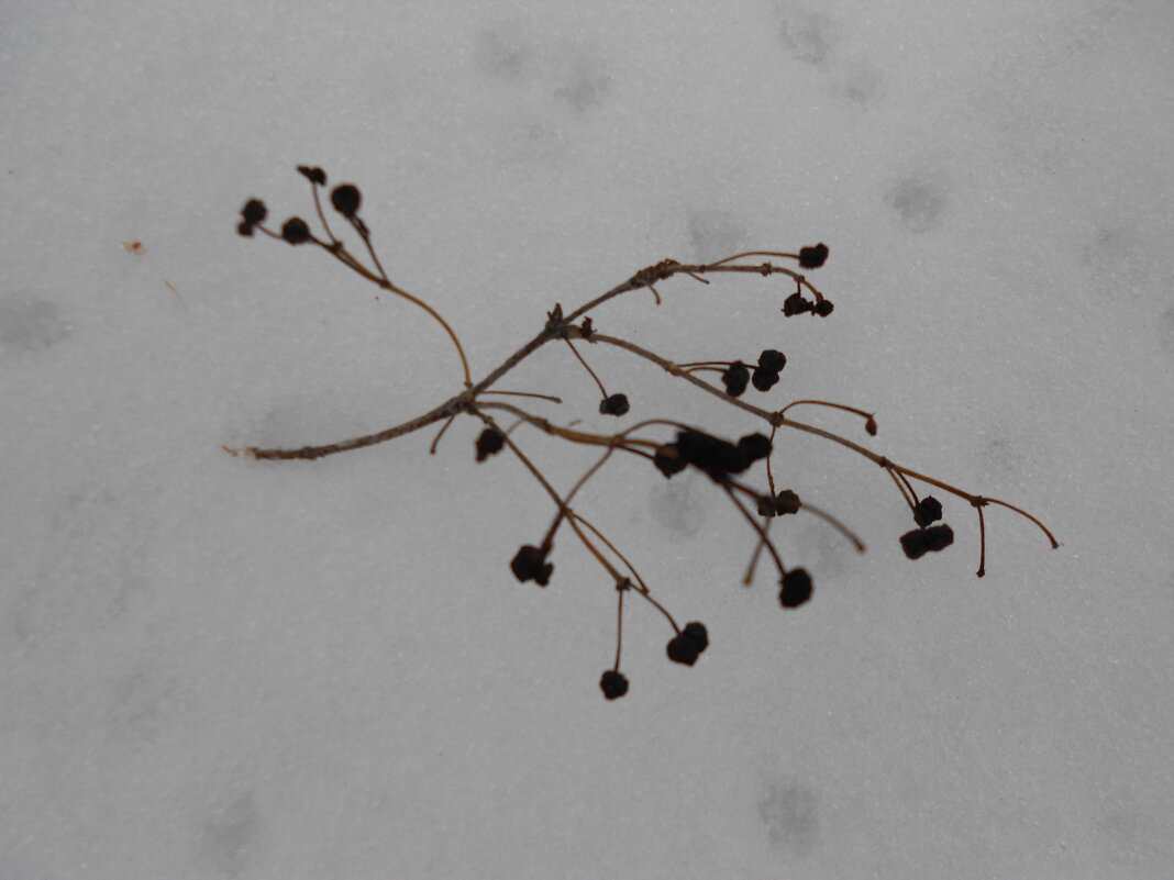 январь - Елена Шаламова