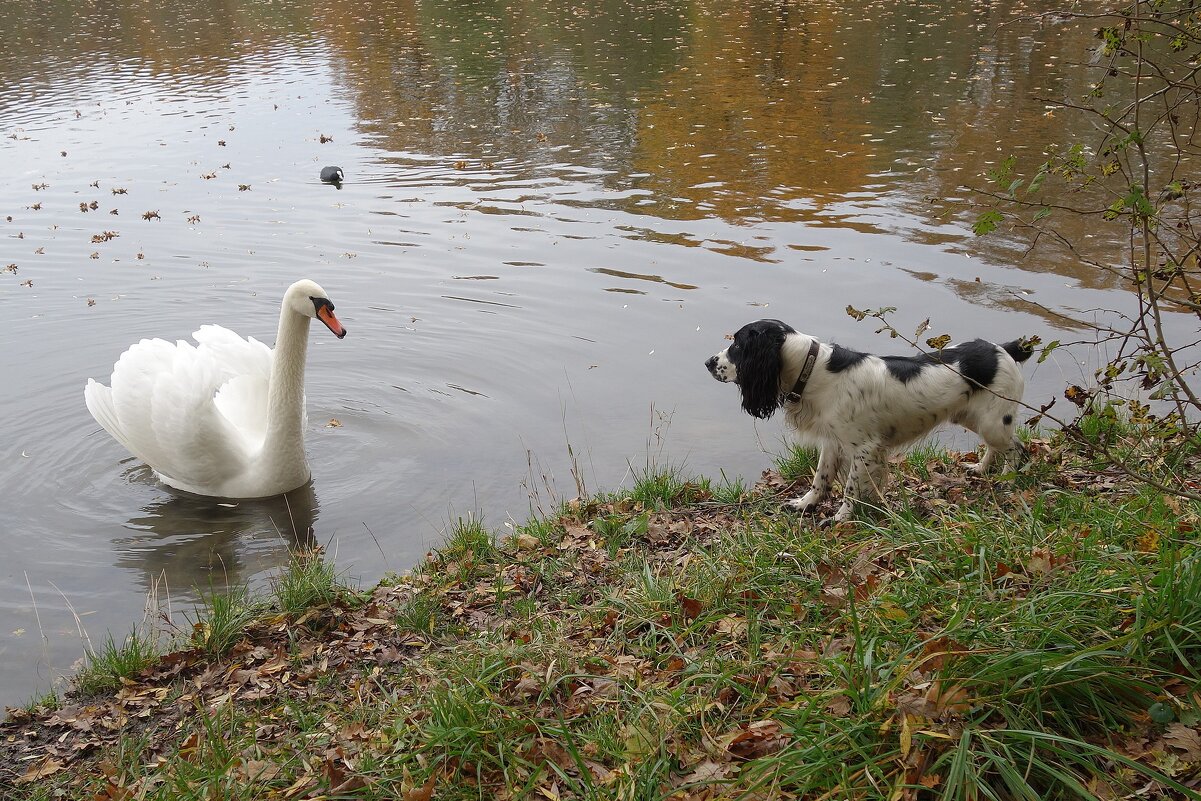 Лебеди в городском парке - Рита Симонова