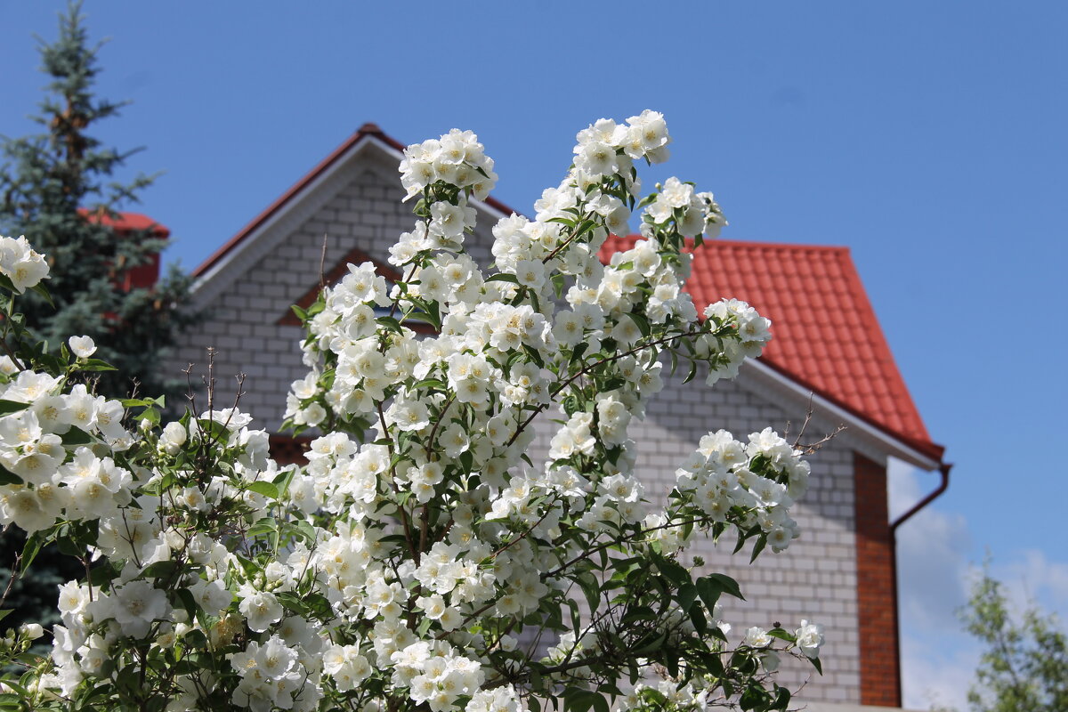 ДУШИСТЫЙ АРОМАТ ЖАСМИНА - Валентина 
