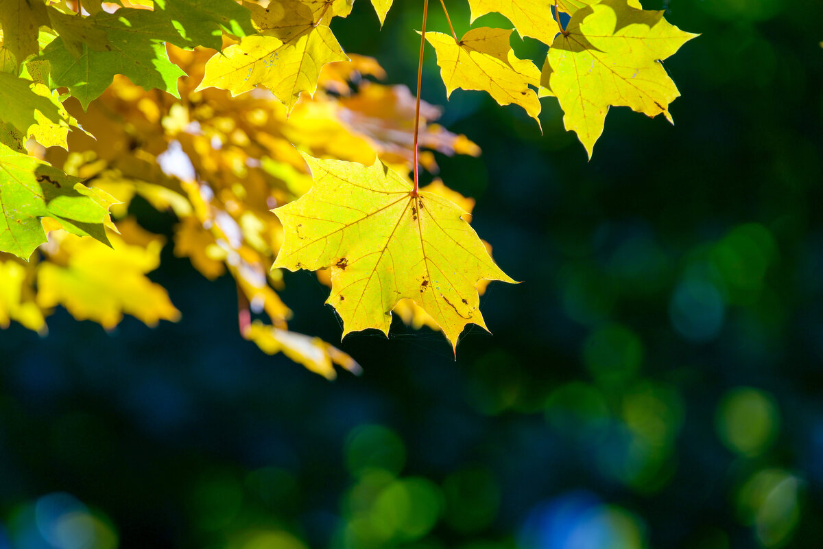 Кленовый лист - Виктория 