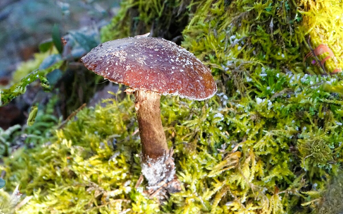 Стойкий гриб. - Милешкин Владимир Алексеевич 