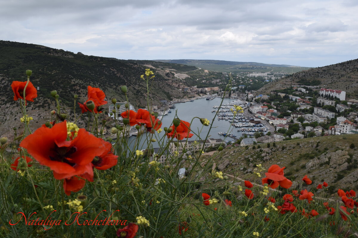 Природа Крыма - Amazing Cosmea