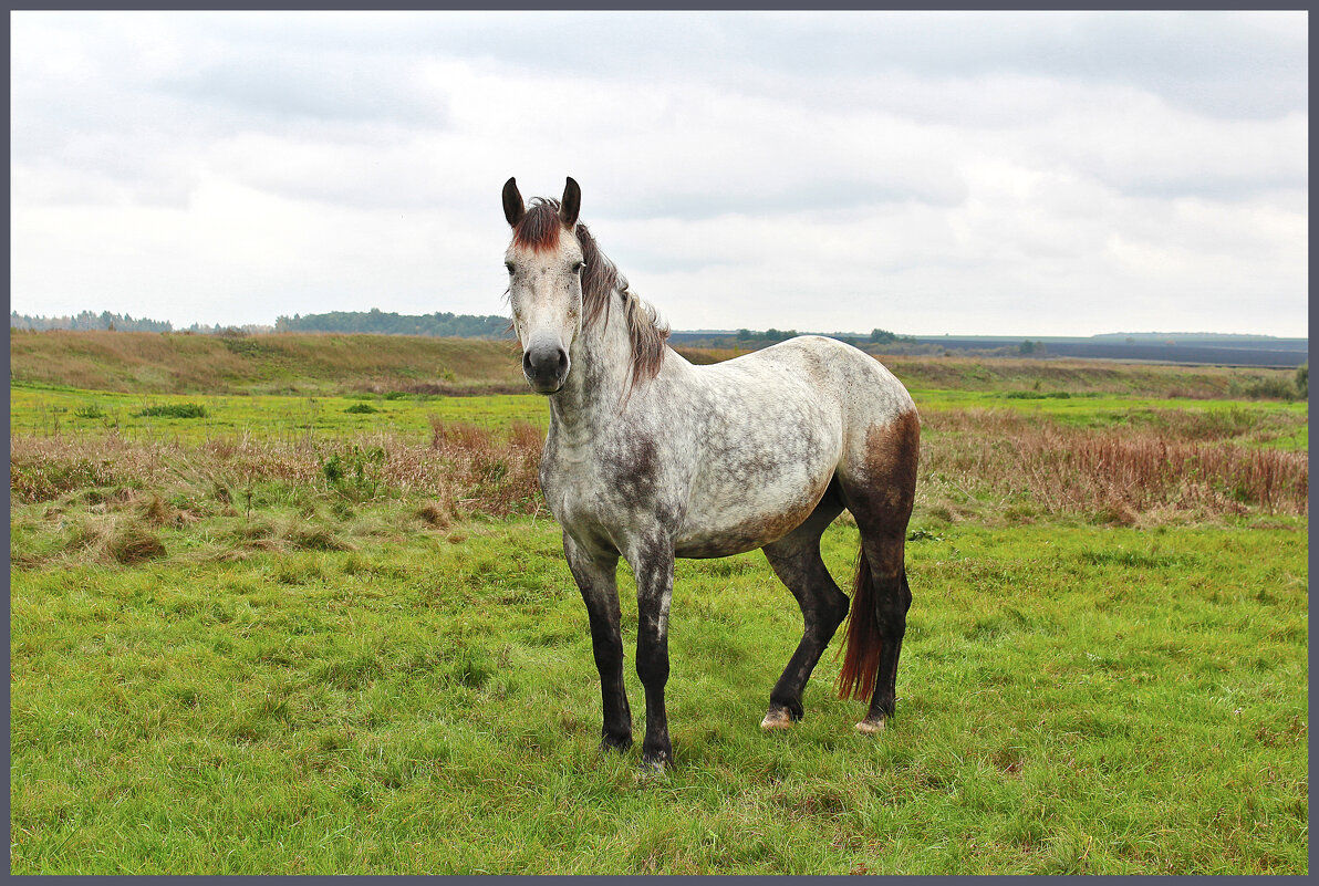Лошадка. - Александр. AVG100 ---