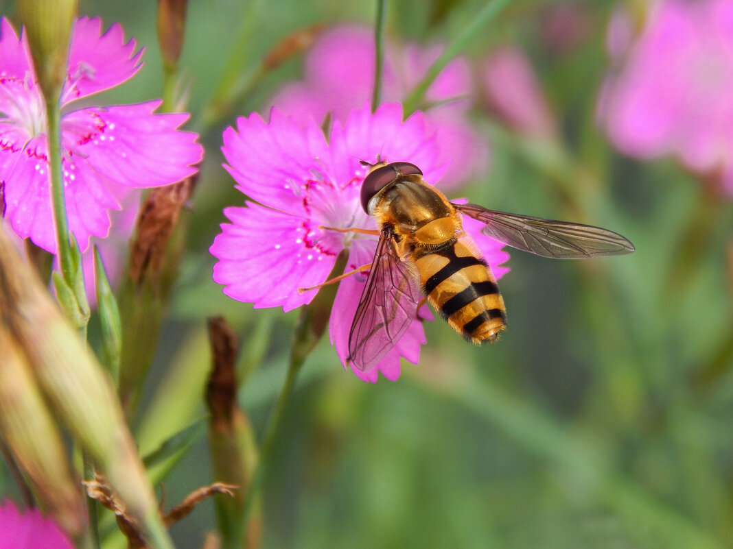 Цветочный аромат - Александр Ковальчук