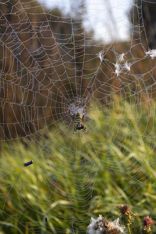 Паук оса. - Александр. AVG100 ---