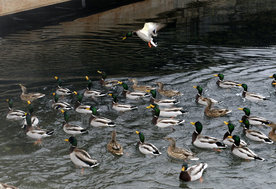 . - Алексей Неустроев