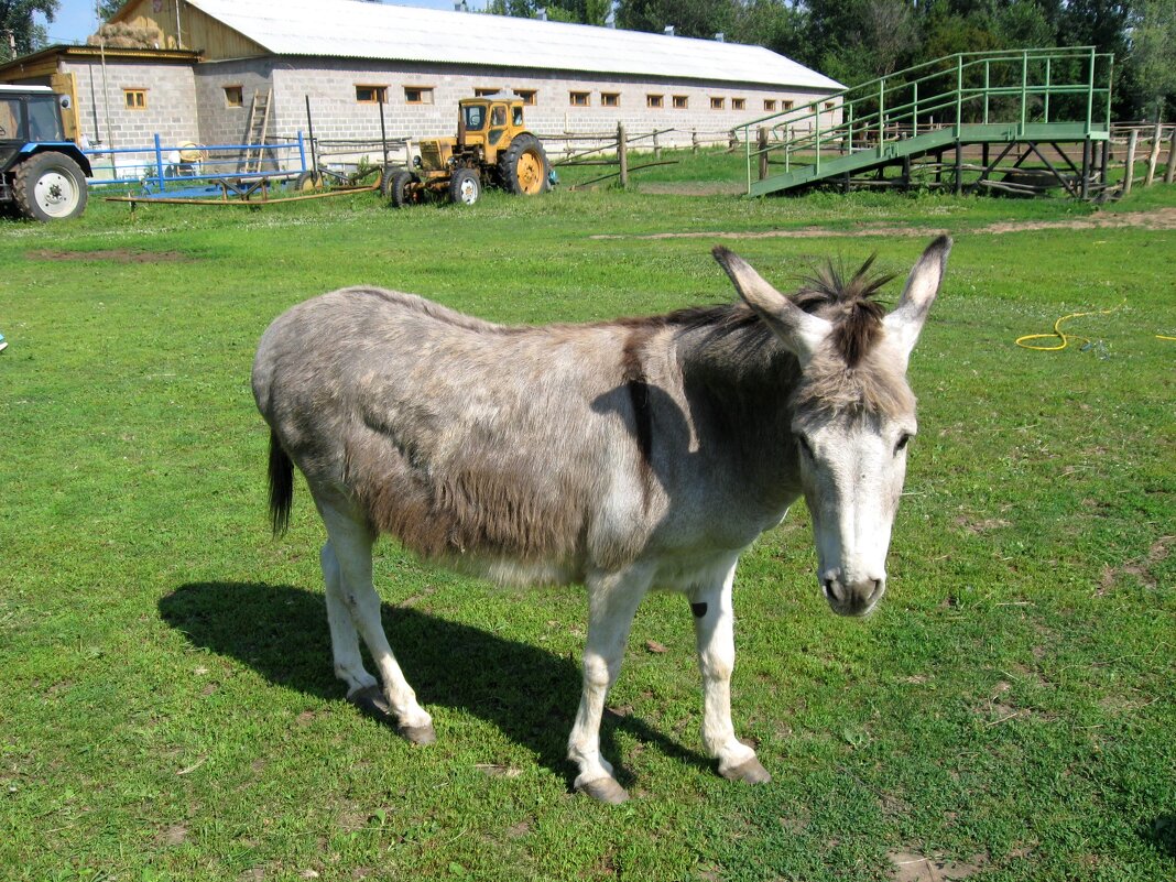 Грустный ослик - Надежда 