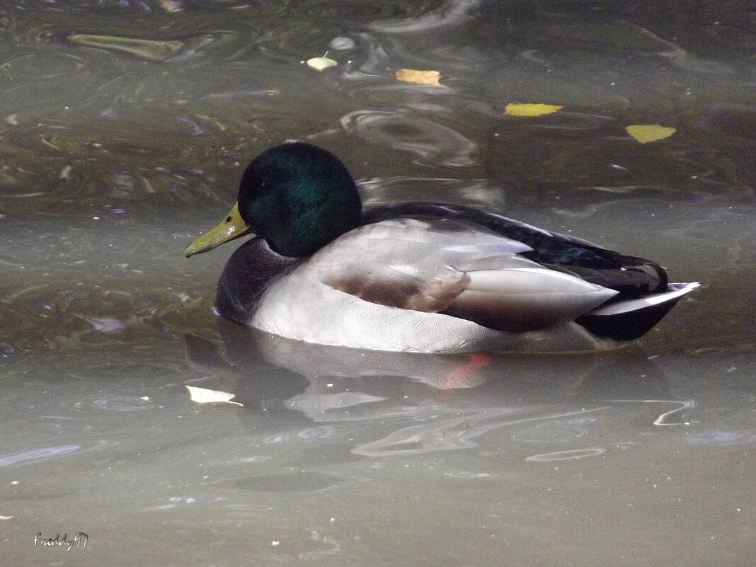 В осеннем пруду... - Freddy 97 В осеннем пруду... - Freddy 97