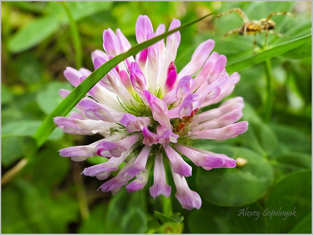 Паучок тоже любит сладкое - Алексей Сопельняк Паучок тоже любит сладкое - Алексей Сопельняк