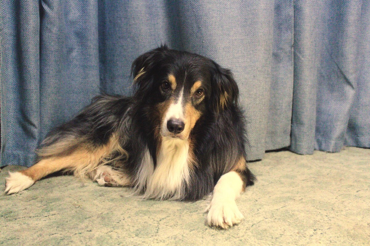 аусси "Фантом" - Артём 