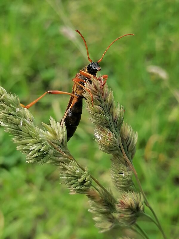 *** - Зоя Мишина *** - Зоя Мишина