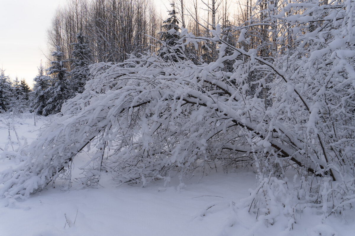 После снегопада - Сергей Ц