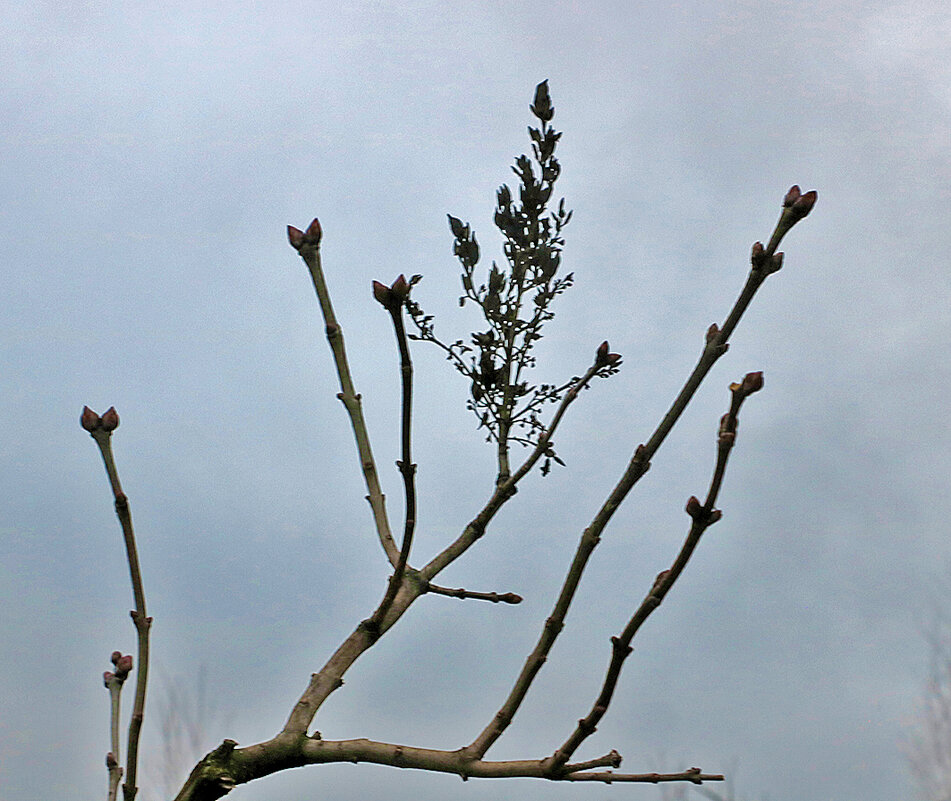 Зимняя графика - Светлана Зимняя графика - Светлана