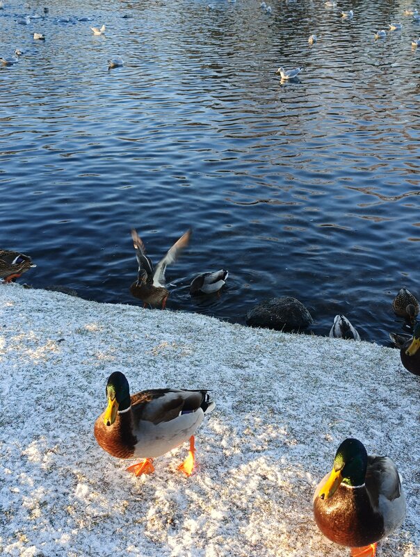 В парке. Гатчина - Зина Чернавская В парке. Гатчина - Зина Чернавская