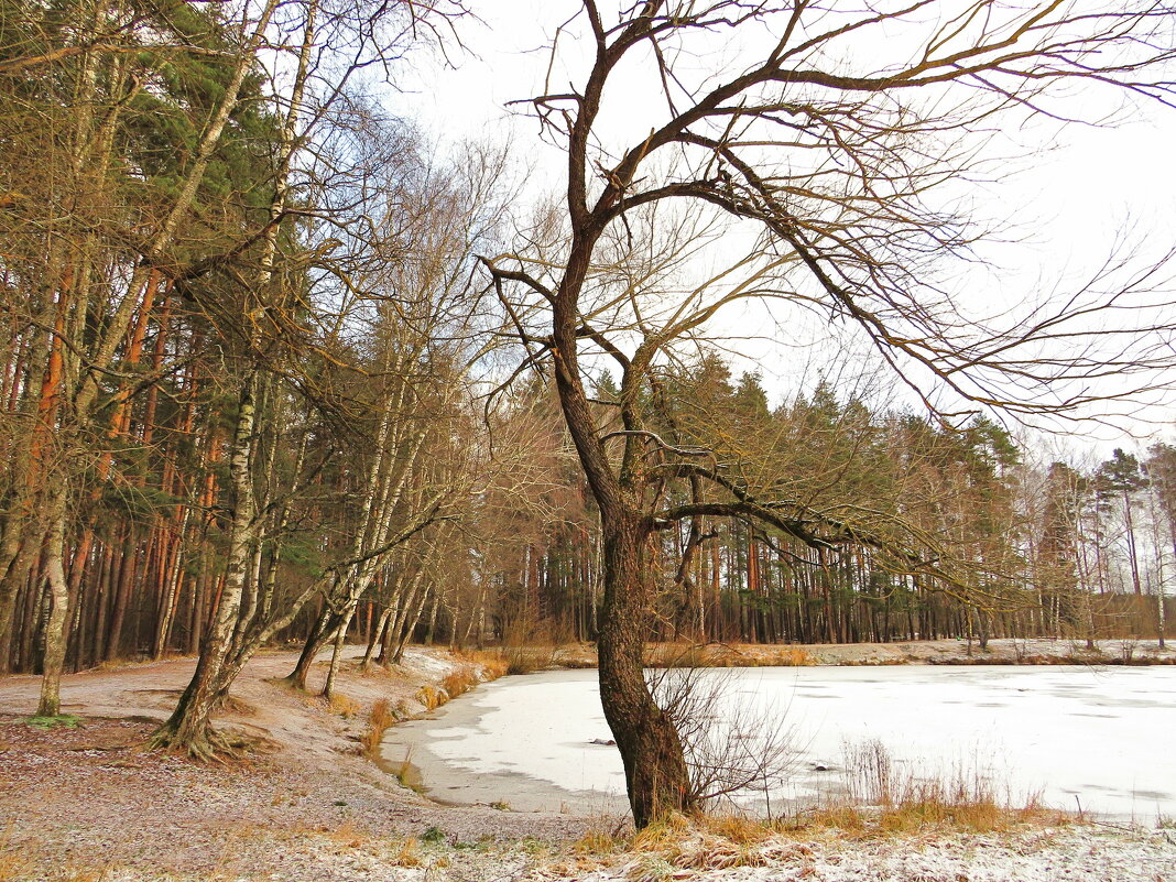 Возле пруда - Андрей Снегерёв Возле пруда - Андрей Снегерёв