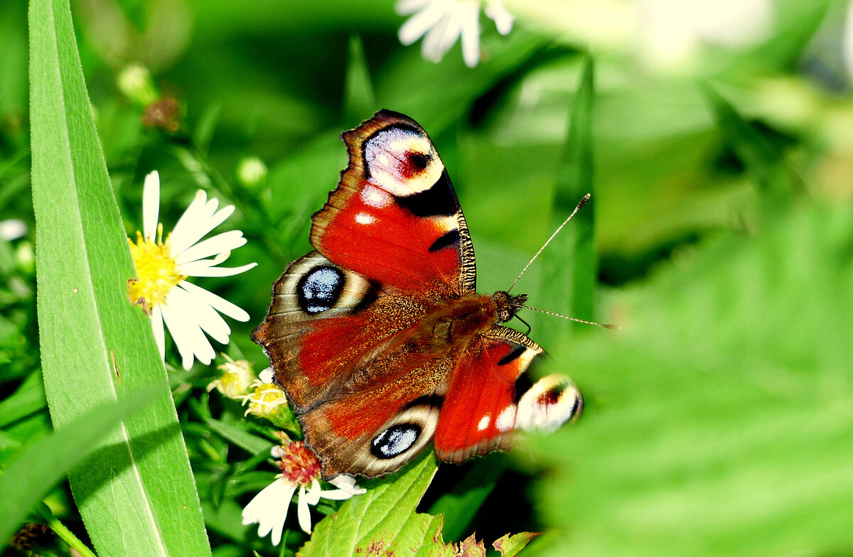 опять про бабочек...192 - Александр Прокудин опять про бабочек...192 - Александр Прокудин