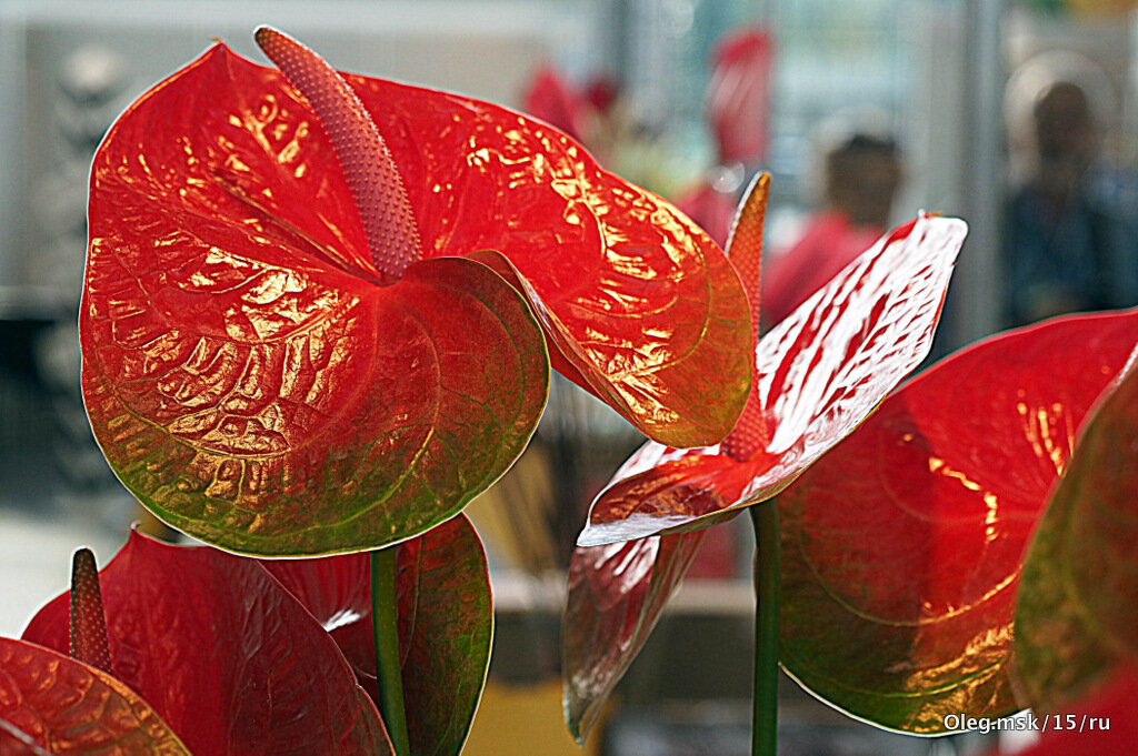 подарки природы - Олег Лукьянов подарки природы - Олег Лукьянов