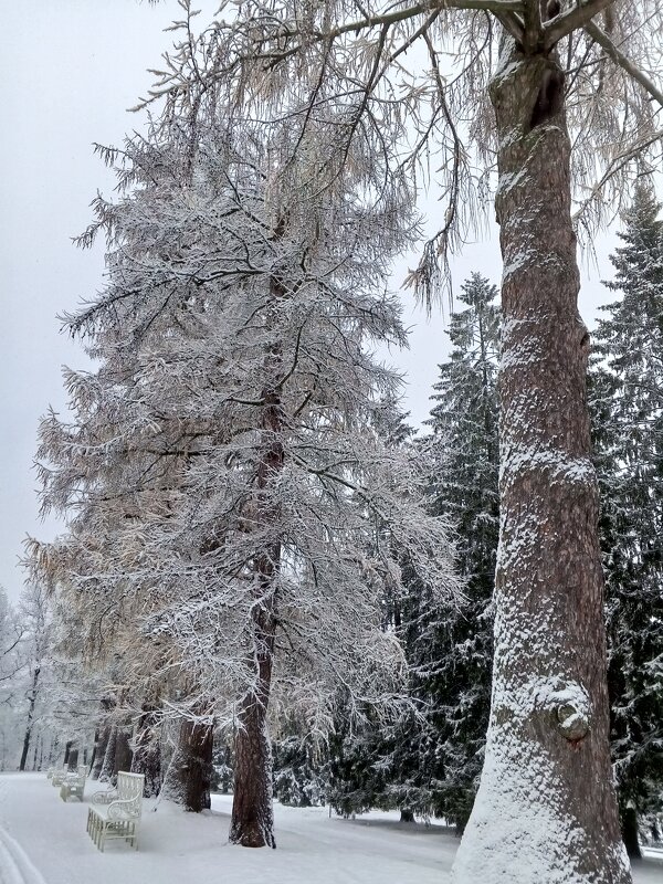 Зима - Сапсан Зима - Сапсан