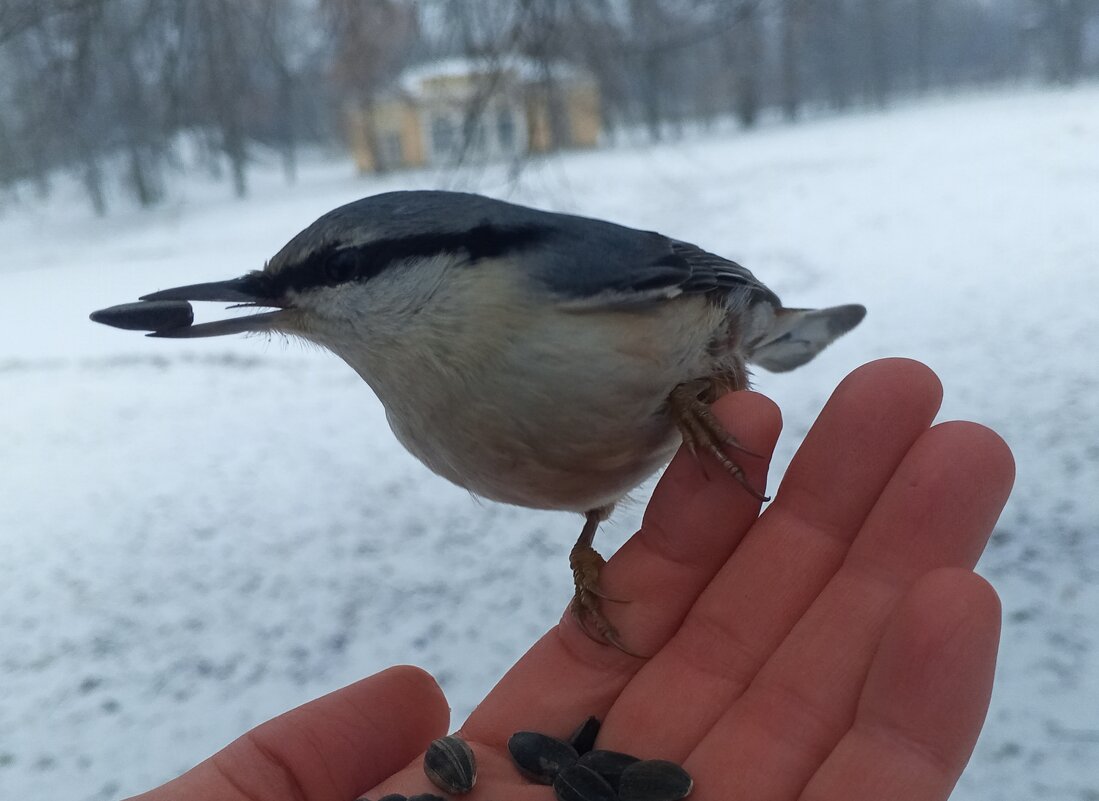 Поползень - Сапсан 