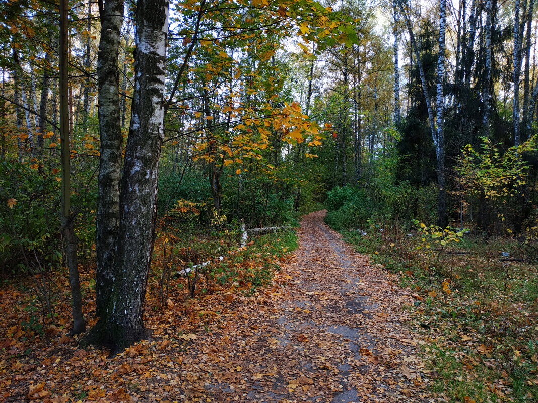 Один день в октябре-2023 в Лосином острове - Андрей Лукьянов Один день в октябре-2023 в Лосином острове - Андрей Лукьянов