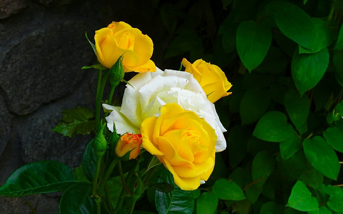 Зимой о цветах. - Милешкин Владимир Алексеевич Зимой о цветах. - Милешкин Владимир Алексеевич