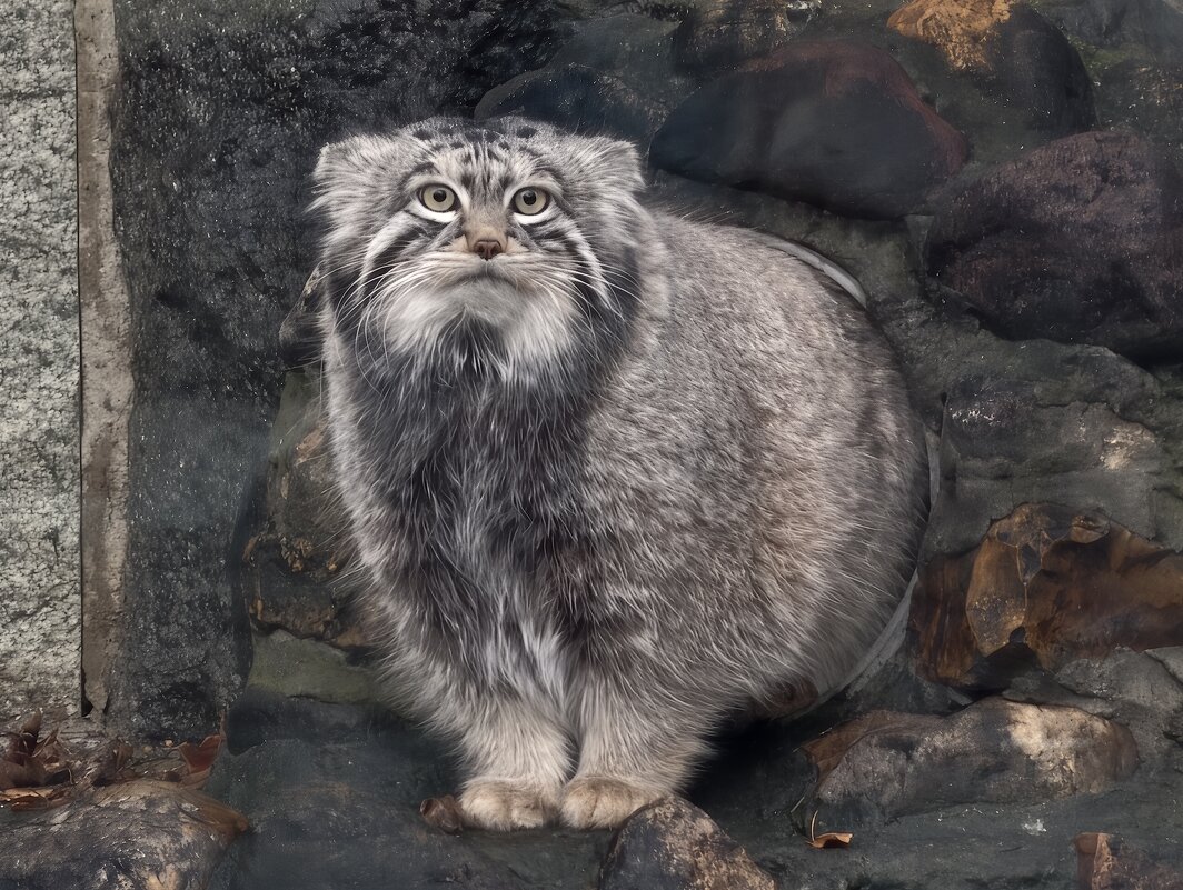 Манул Тимоша - <<< Наташа >>> Манул Тимоша - <<< Наташа >>>