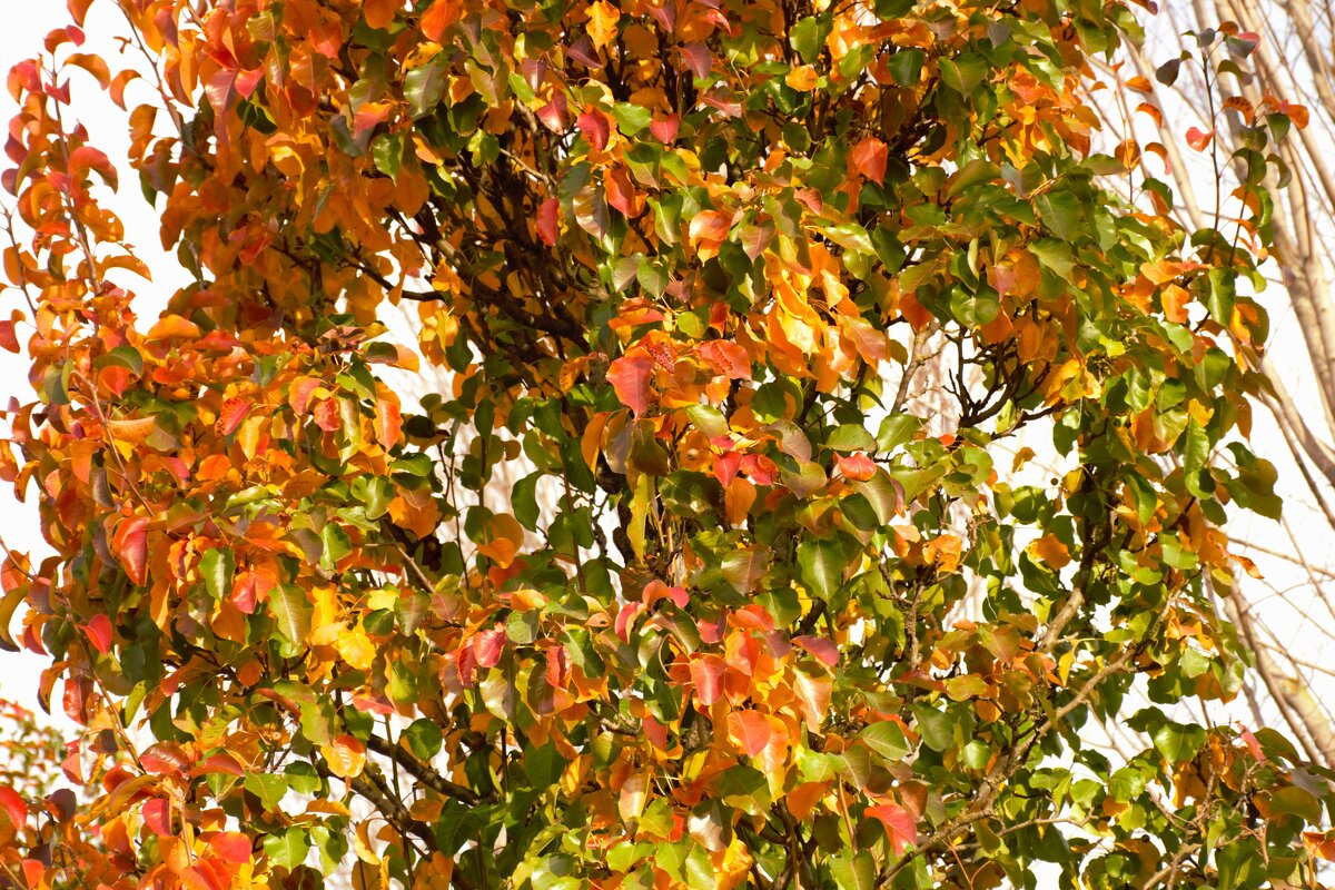 Краски осени. - Юрий Полторыхин.