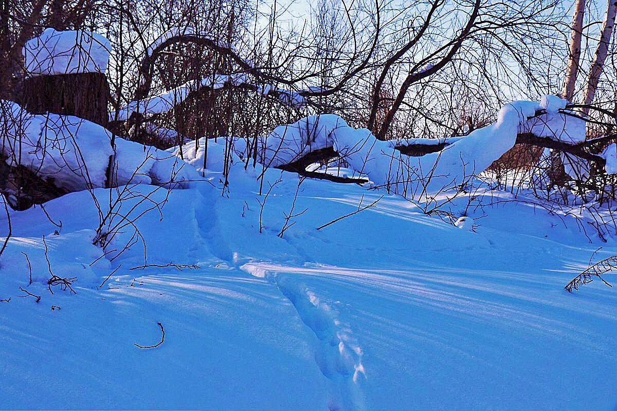 Февраль...Левобережье Юганской Оби.Зверь пробежал по снегуу! - Владимир 