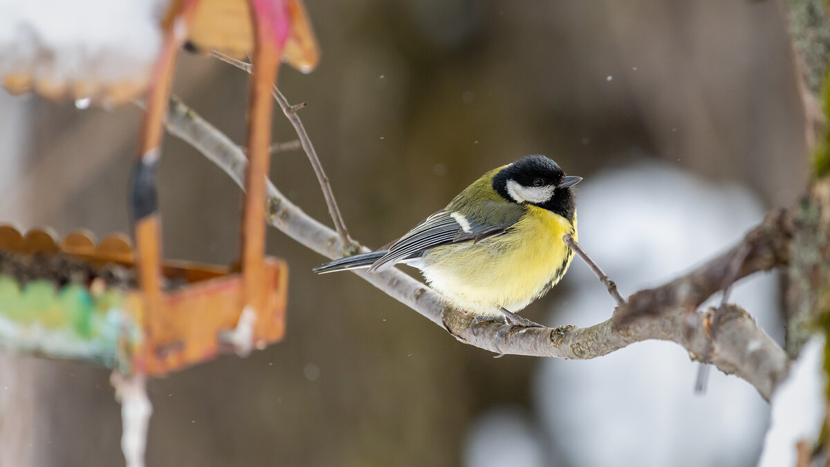 Большая синица в зимний период - Владимир Лазарев Большая синица в зимний период - Владимир Лазарев