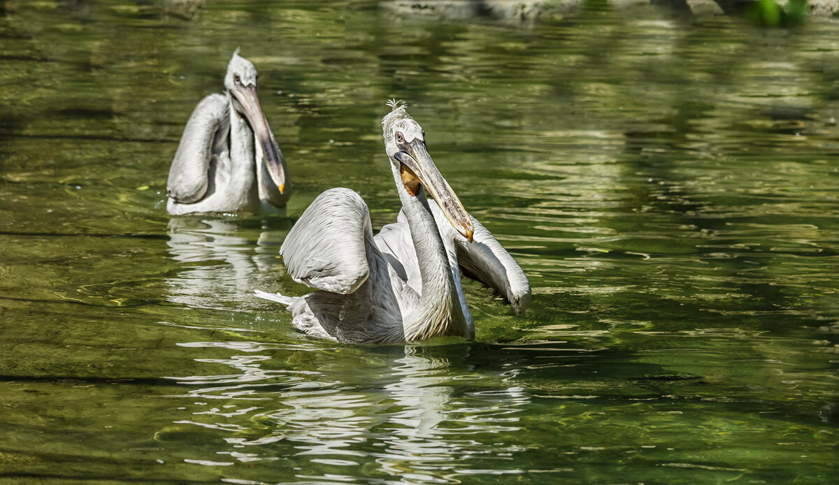 Пеликан - SanSan 