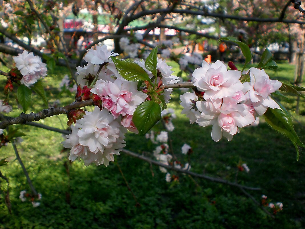 Весна - Роман Савоцкий Весна - Роман Савоцкий