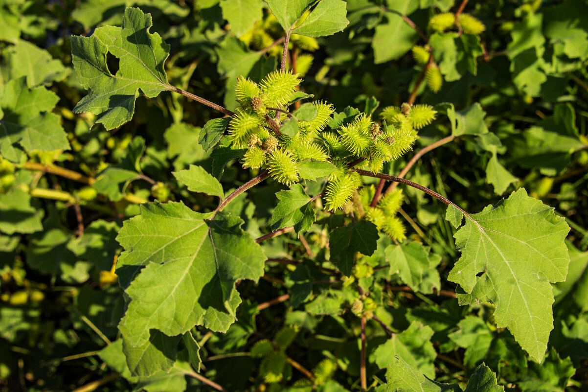 Репей - Анатолий Чикчирный
