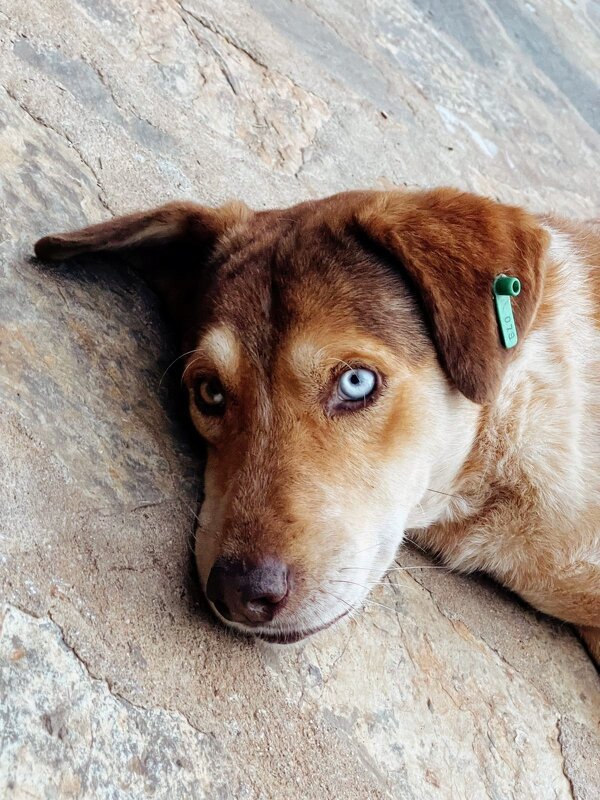 Дружок - Георгиевич 