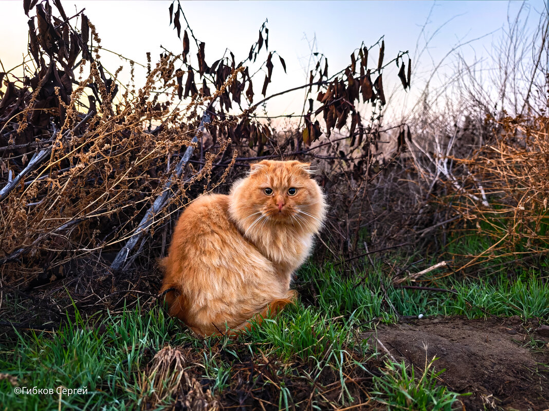 Кот Рыжик - Сергей Гибков