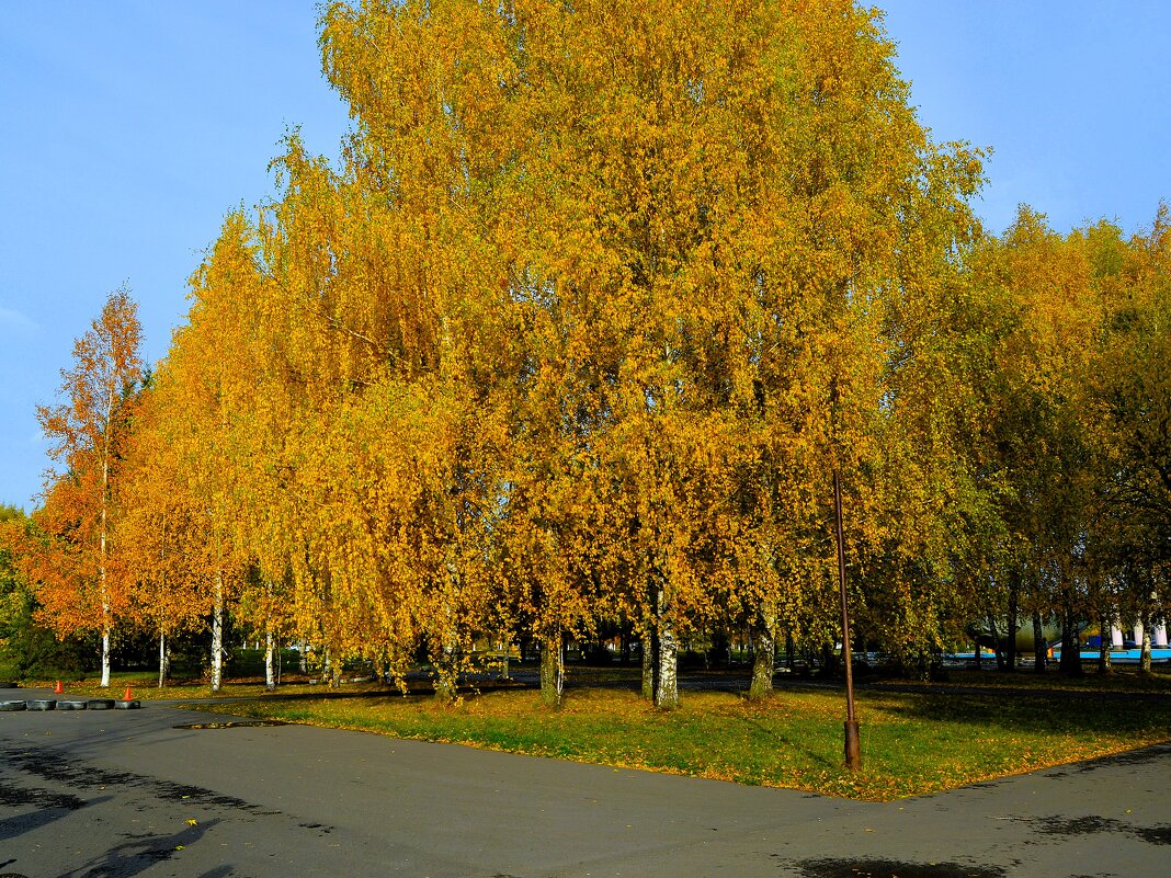 Новочебоксарск. Берёзовая аллея улицы Советской октябрьским днём. - Пётр Чернега