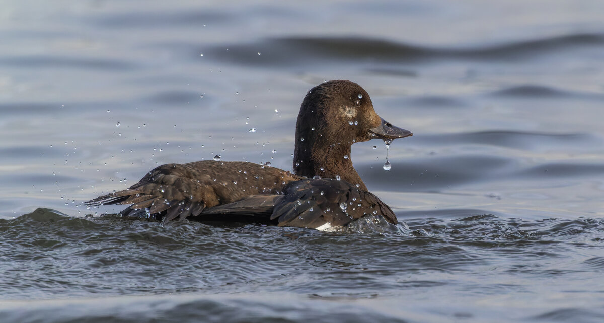 турпан. - юрий макаров