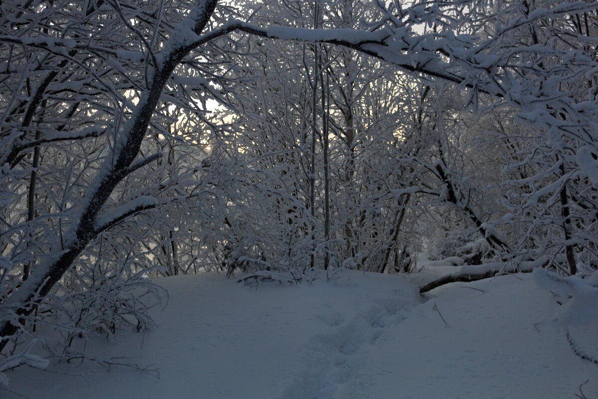 Лесными тропинками - Ольга Лесными тропинками - Ольга