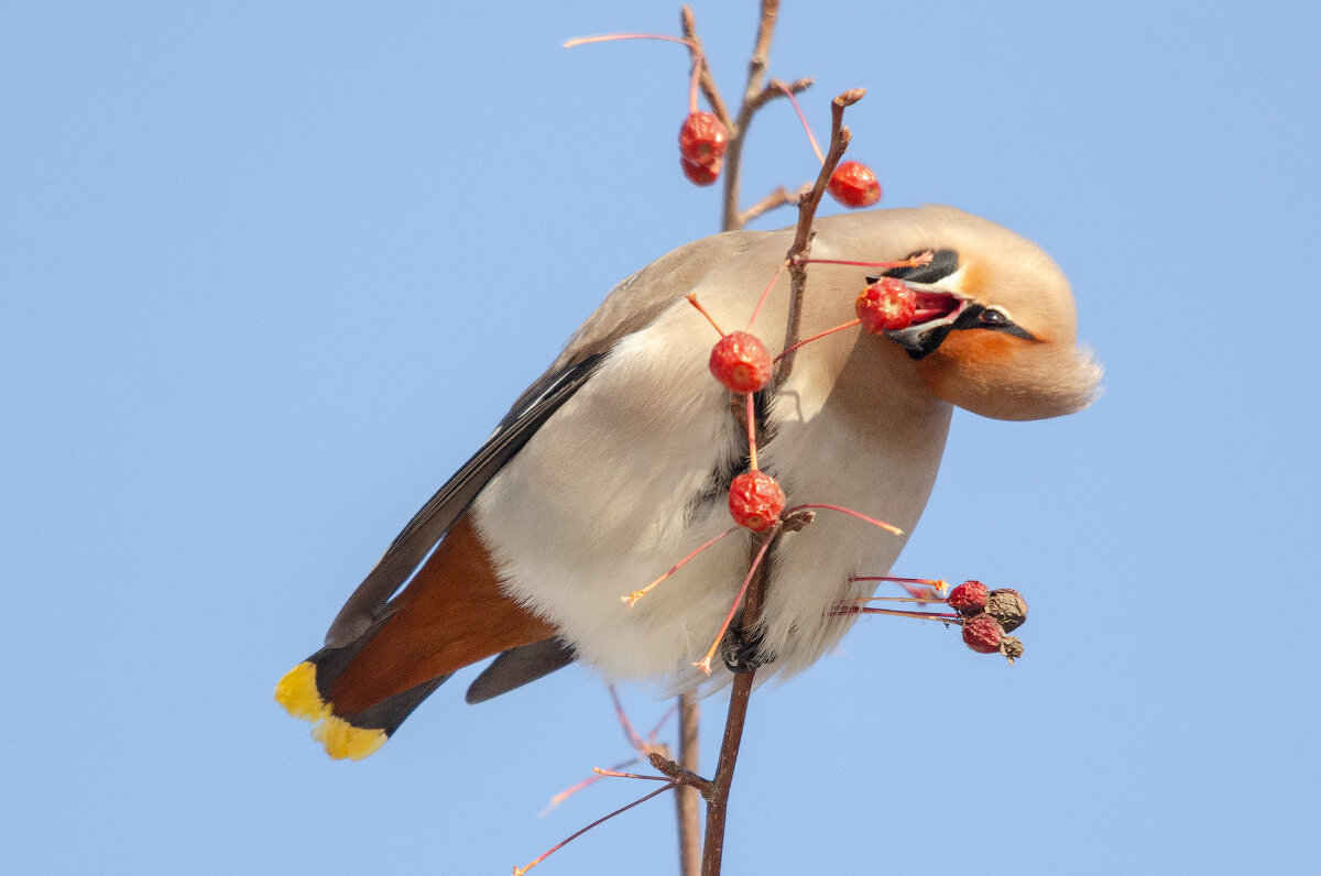 Свиристель - Виктор Иванович Чернюк Свиристель - Виктор Иванович Чернюк