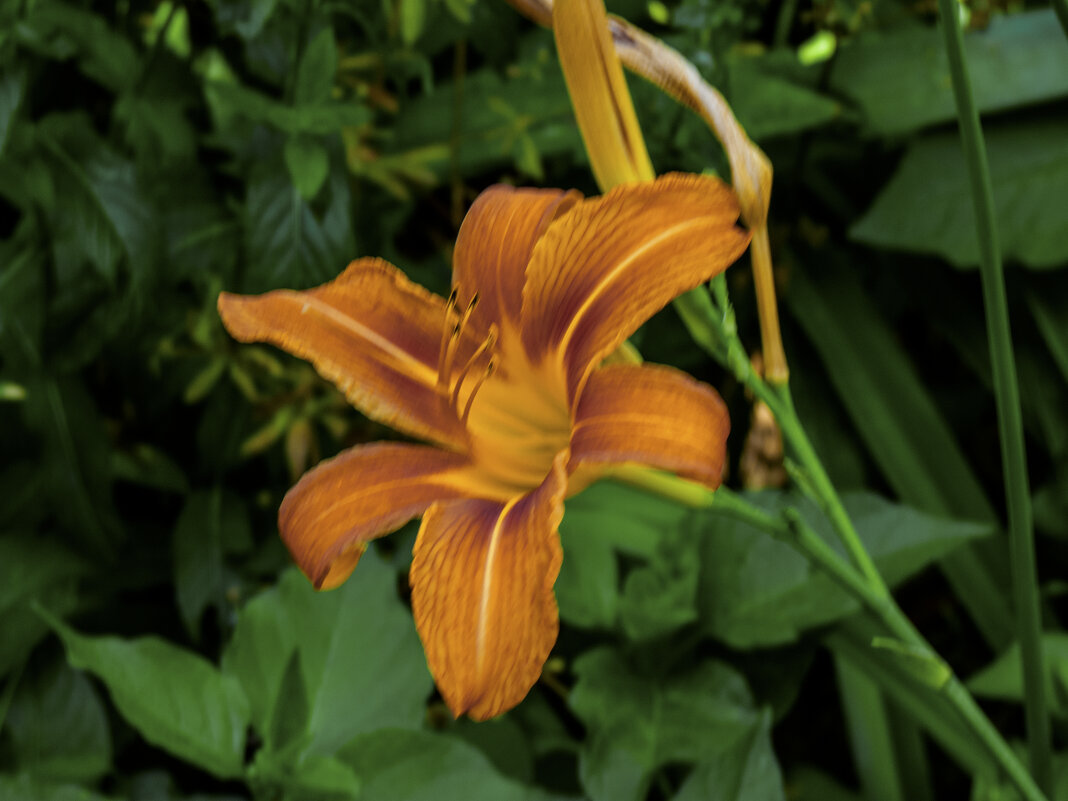 Лилейник - Валентин Семчишин