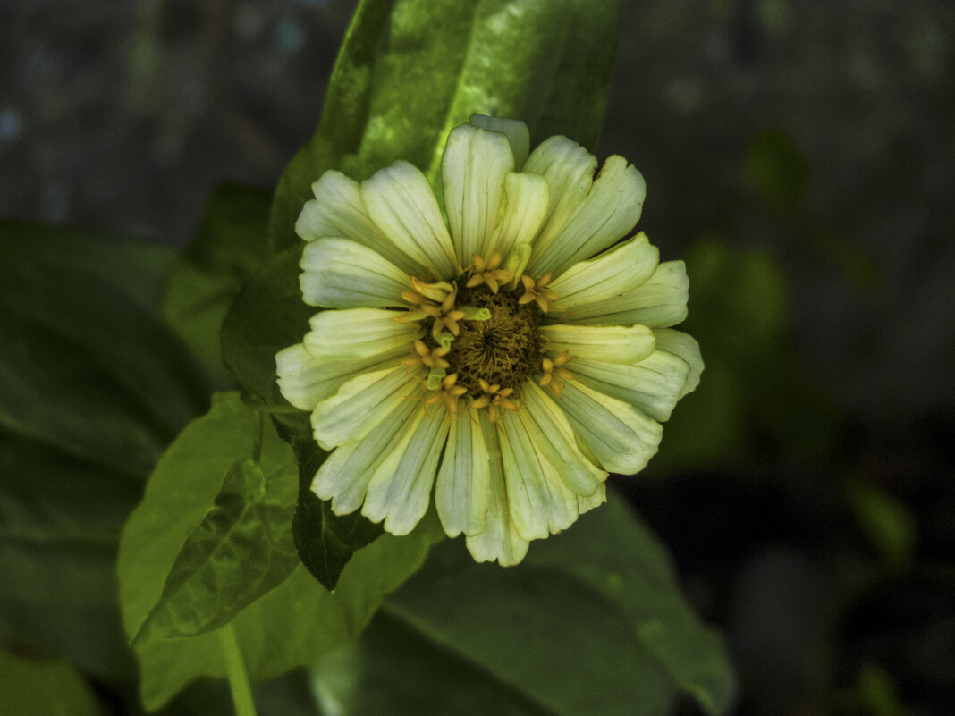 Циния - Валентин Семчишин