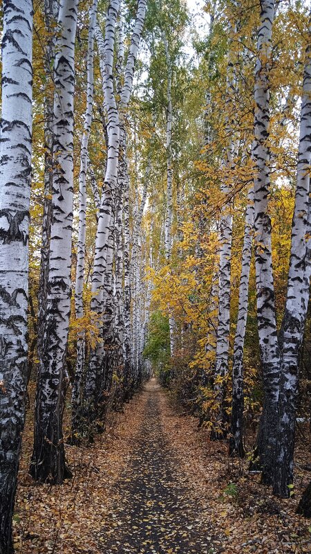 берёзовая аллея в октябре - Елена Шаламова берёзовая аллея в октябре - Елена Шаламова
