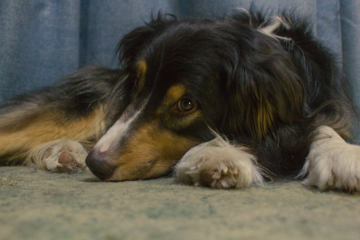 Пёс-барбос - Артём Пёс-барбос - Артём