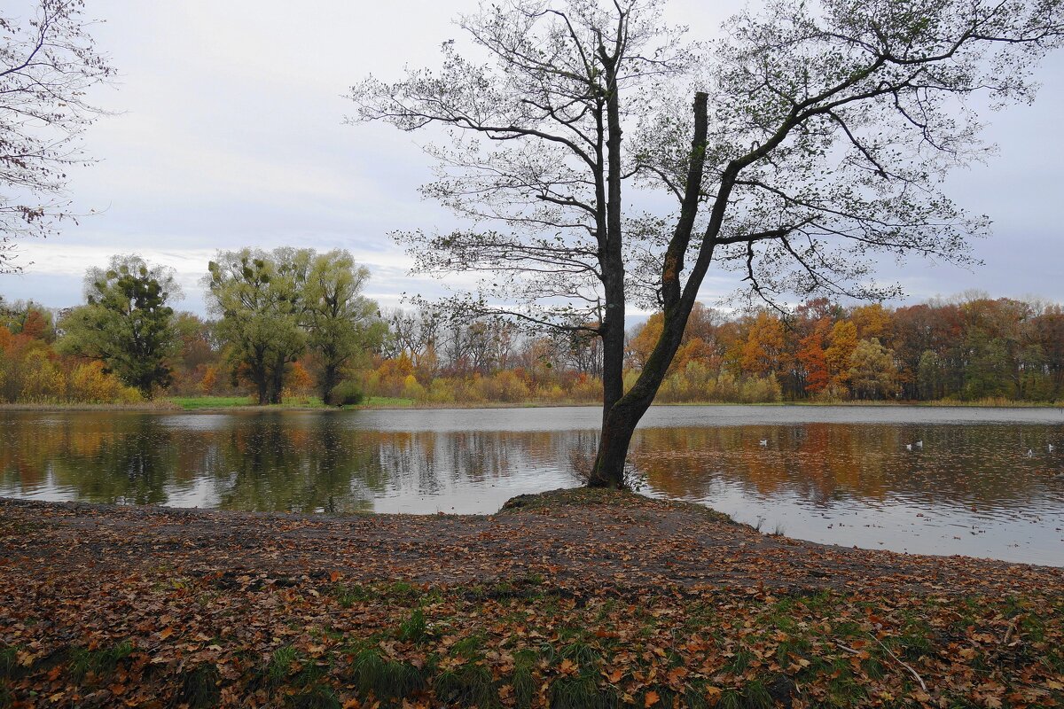 Озеро Лесное, Калининград - Рита Симонова Озеро Лесное, Калининград - Рита Симонова