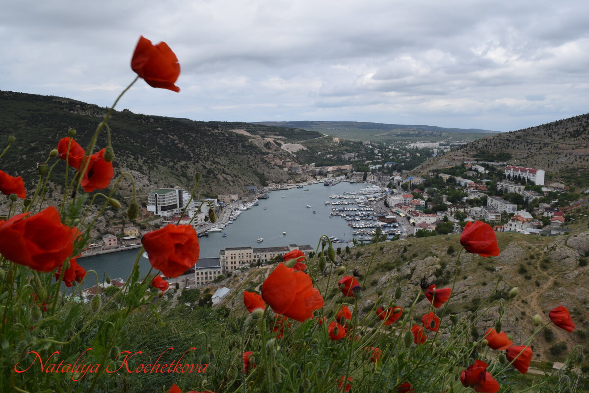 Природа Крыма - Amazing Cosmea Природа Крыма - Amazing Cosmea