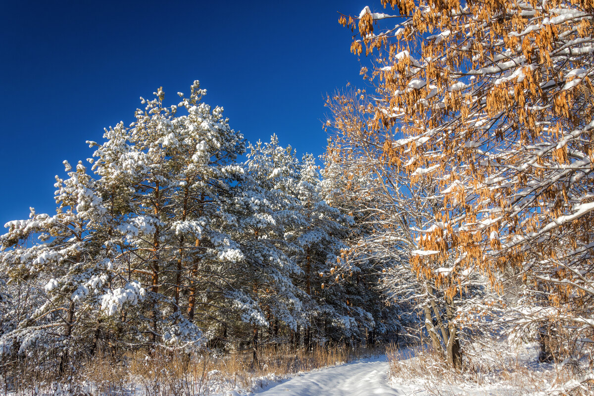 Солнечным днем - Наталья Димова Солнечным днем - Наталья Димова