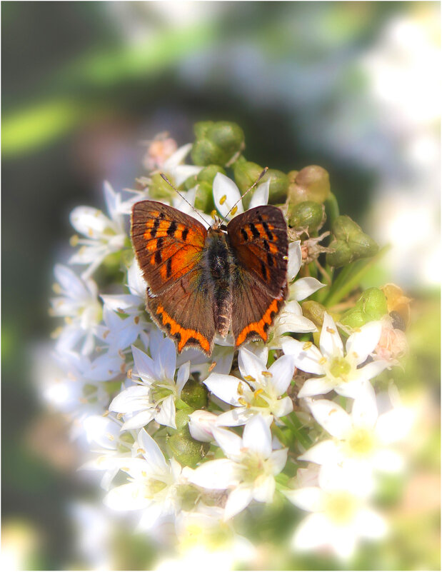 *** - Александр. AVG100 --- *** - Александр. AVG100 ---