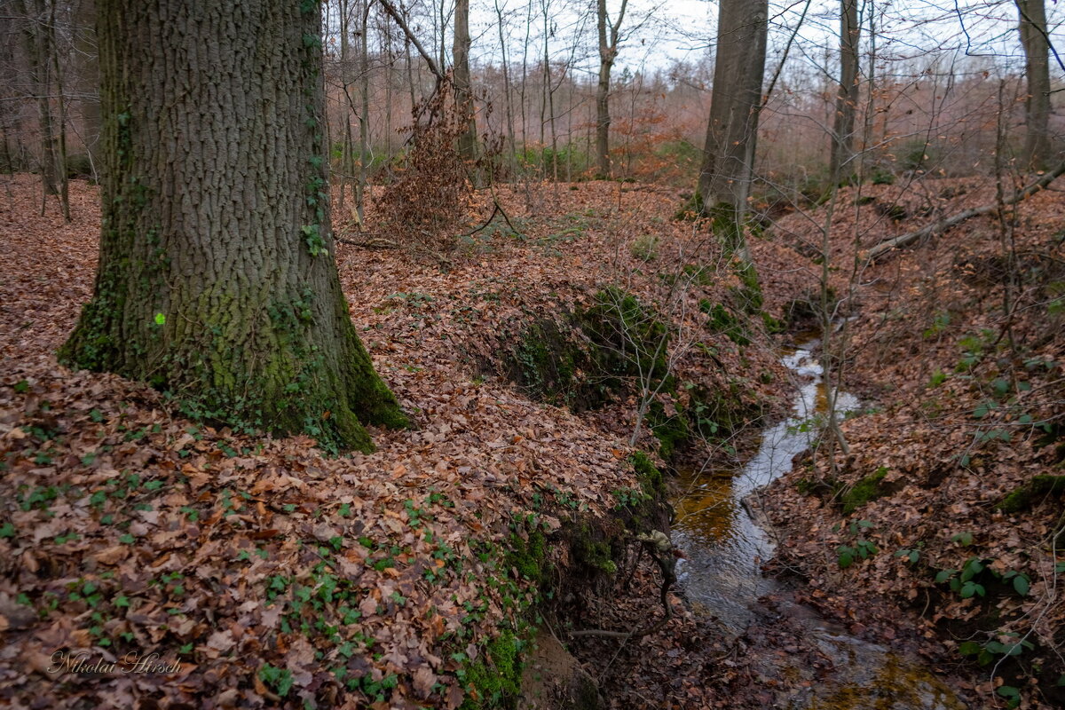 Лесной ручей... - Николай Гирш Лесной ручей... - Николай Гирш